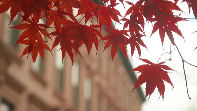 red leaves flutter over Brooklyn Brownstones in the fall