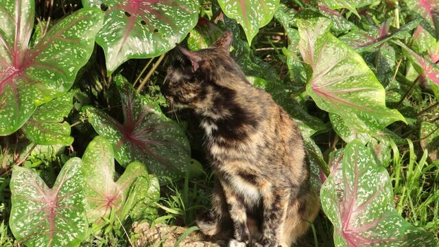 brown cat in the garden