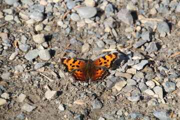 Fototapeta na wymiar Butterfly On The Ground, Nordegg, Alberta