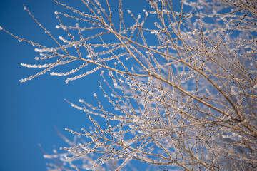 Winter tree branches with frost on a blue sky background. Natural winter background