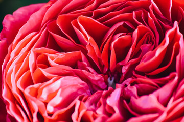 Naklejka premium flores