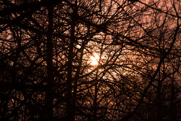Silhouettes of intertwining branches of trees against the backdrop of the setting sun. Abstract graphic natural background.