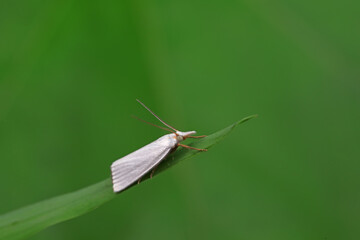 Moths on leaves in nature, North China Plain