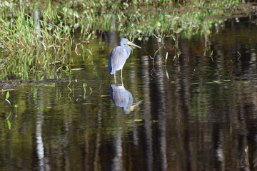 Heron