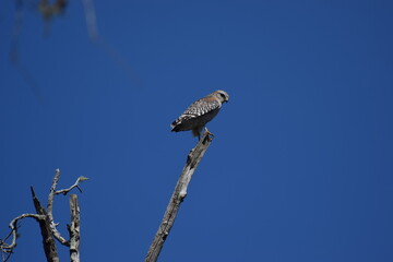 hawk