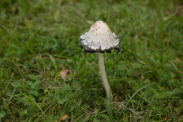 Coprinus somatus mushroom or shaggy mane in city park