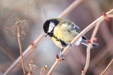 Cute bird Great tit, songbird sitting on a branch without leaves in the autumn or winter.