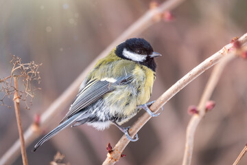 Obraz premium Cute bird Great tit, songbird sitting on a branch without leaves in the autumn or winter.