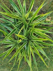 planta verde maguey