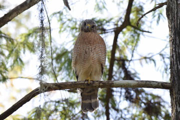 hawk