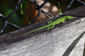 lizard