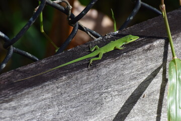 lizard