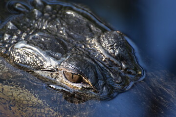 alligator eye