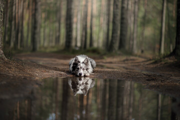 Dog in the forest. funny border collie in nature - obrazy, fototapety, plakaty