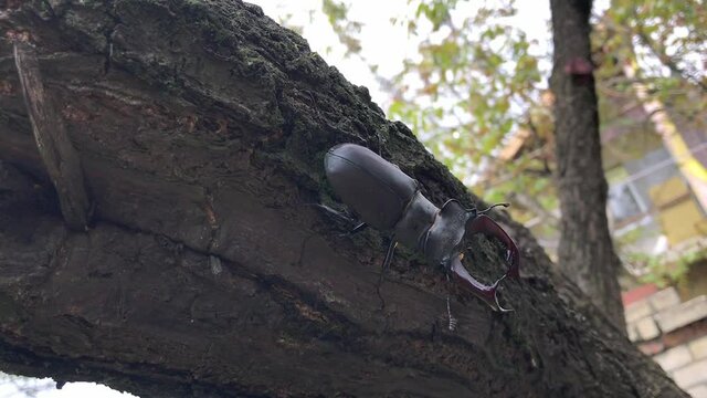 The Stag Beetle (Lucanus Cervus, Deer Beetle) crawls down the tree trunk, clinging to the bark with its paws