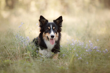 Dog in the forest. funny border collie in nature