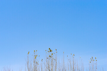 Obraz premium a poplar tree with few leaves and a clear blue early winter sky background.