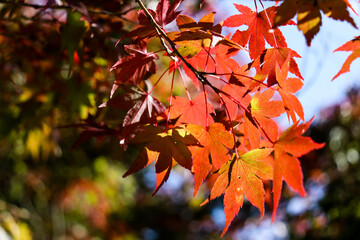 紅葉 秋 もみじ  和風 落ち着いた 夕暮れ