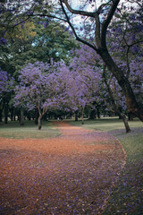 jacaranda