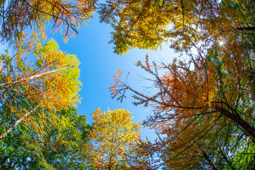 紅葉　季節　秋