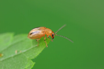 Moths inhabit plants in a natural state, North China Plain