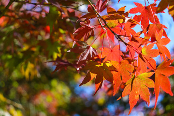 紅葉 秋 もみじ 和風 落ち着いた 夕暮れ