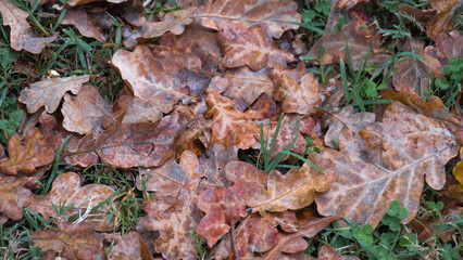 oak leaves in autumn, deciduous tree,


