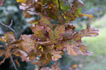 oak leaves in autumn, deciduous tree,


