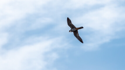 Predatory bird Eurasian Hobby or Falco subbuteo flies in blue sky