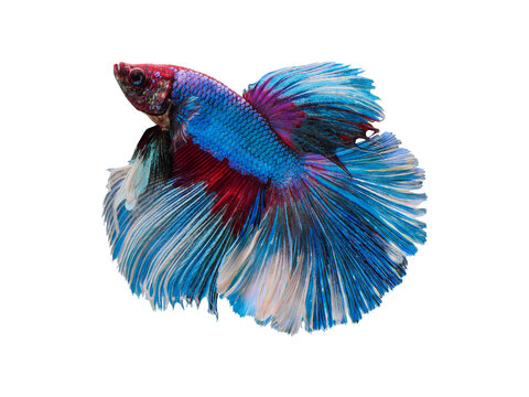 recommend clip art: betta fish blue red and white color by close up isolated siamese fighting fish with clipping path on white background a beautiful vivid abstract fancy fin and tail of aquqtic animal