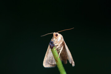 Moths inhabit plants in a natural state, North China Plain