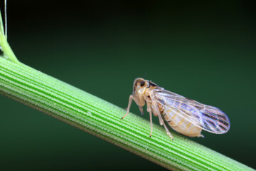 Nymphs of planthoppers on wild plants, North China