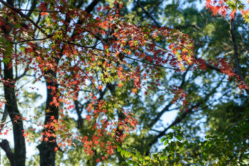 秋の紅葉