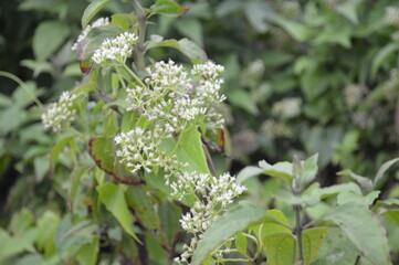 white flowery shrubs