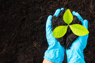 Hand of researcher woman wear rubber gloves holding growing and nurturing tree growing on fertile...