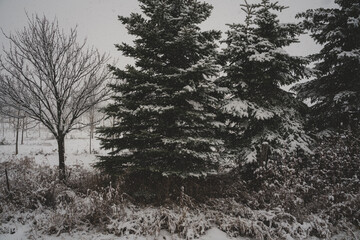 Rural Winter Landscape during Snowstorm