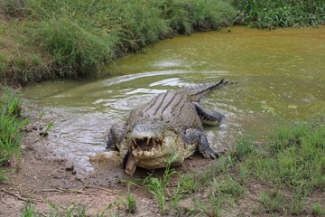 Crocodile in Northern territory Australia