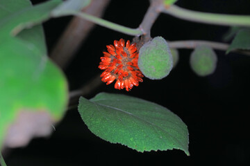 Obraz premium Fruit of Broussonetia papyrifera, North China