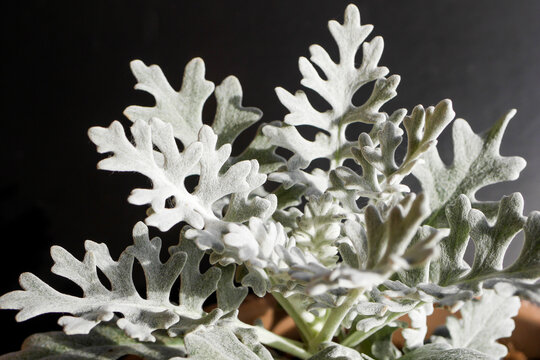 79 件の最適な 白妙菊 画像 ストック写真 ベクター Adobe Stock 79 件の最適な 白妙菊 画像 ストック写真 ベクター Adobe Stock
