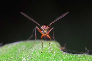 Flies on plants in the nature, North China Plain