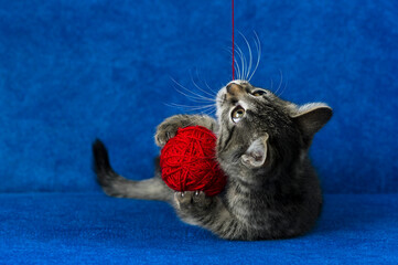 Kitty with red yarn ball, cute grey tabby cat playing with skein of tangled sewing threads on blue background 