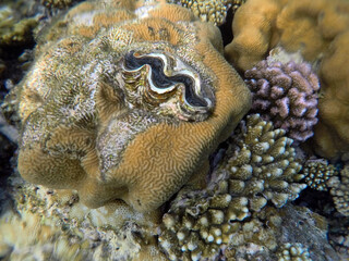 Tropical coral reef. Ecosystem and environment. Egypt. Near Sharm El Sheikh
