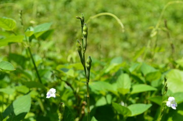 grass with dew drops