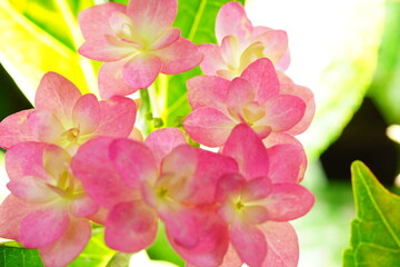 透過光が美しいピンク色のアジサイの花