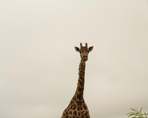 giraffe in the savannah