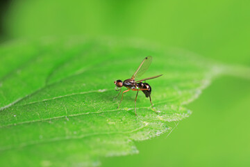 Flies on plants in the nature, North China Plain