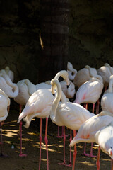 flamingos in the zoo
