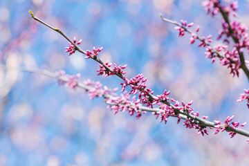 Purple canadian flowers on a branch on a Sunny spring day against a blue sky. Selective focus. Spring card
