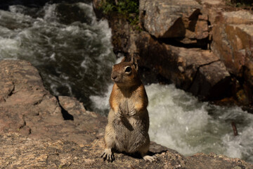 Chipmunk by the river