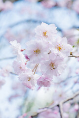 Cherry blossoms in full bloom. Cherry blossoms in small clusters on a cherry branch. Shallow depth of field. Spring flowers. Selective focus